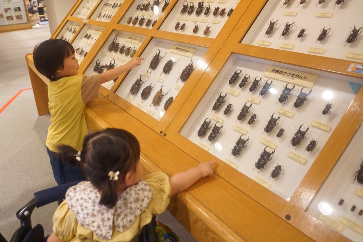 ふれあい昆虫館、クワガタ、カブトムシの標本